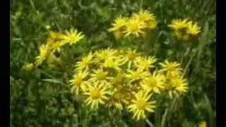 Jakobs Kreuzkraut  Senecio  jacobaea