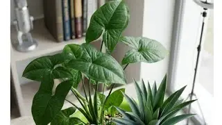 #garden 🌿🌺🌷🌻