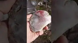 Gorgeous Rare Color Mirror Polished Pink Chalcedony