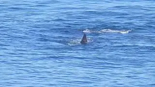 Whales playing infront of our guesthouse