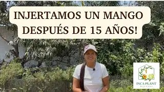 Multiple injerto con 5 variedades diferentes de mango en un &aacute;rbol maduro