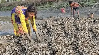 Asian Traditional Girl Fishing ~ Village people Catching Fish in Mud Water ~ Beautiful Girl Fishing.