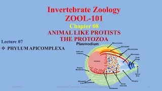 Phylum Apicomplexa, #Plasmodium,# Malaria, #Toxoplasma, #Coccidiosis,