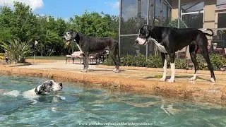 Rescued Great Dane Proudly Goes For Her First Swim In The Pool