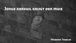 Wild Things - Jonge kerkuil krijgt muis
