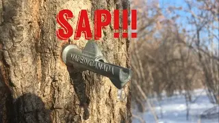 Maple tapping? In January? Nature Vlog #23