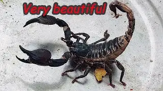 Caught two scorpions today
