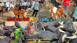 झारखंड बिहार की सबसे बड़ी मंडी गढ़वा बकरा मंडी | 15,MAY,2025 LIVE UPDATE VLOG BAKRID 2025 ||