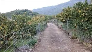 オレンジ村から春へ河内町（熊本県）