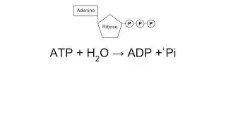 ATP AQA A Level Biology