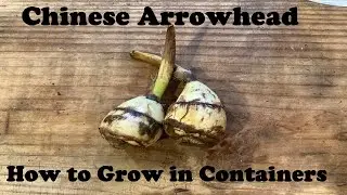 Growing 🪴Chinese Arrowhead 🪴in a Vase (Sagittaria Trifolia) // from Campbell&rsquo;s Freedom Farm