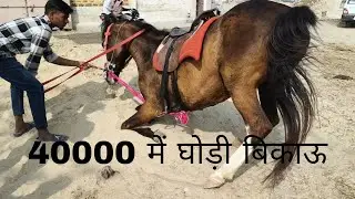 मात्र 40000 में घोड़ी बिकाऊ #ghoda #ghodi #9521122742 राजस्थान 8107003474