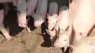 #pure Yorkshire piglets n F1 piglets