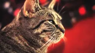 Cat singing rock