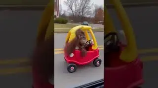 Ты же не собирался на меня смотреть, братан 😂