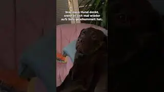 Typischer Tag als DogDad?!😭😂 Wer kennt&rsquo;s? #dogdad #labrador #hund