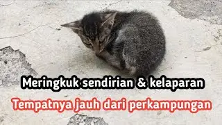 Adopsi anak kucing yg di buang jauh dari perkampungan