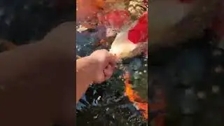 Изумительная рыба кои и дорого #youtube_short  #koi_fish