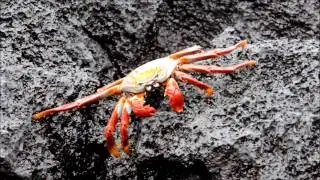 Sally lightfoot crabs Galapagos