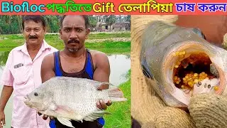 Gift Tilapia farming|Best farm of West Bengal |The Roshik Bangali ||