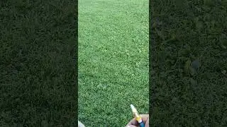 Aggressive seagulls at Pere Marquette Park
