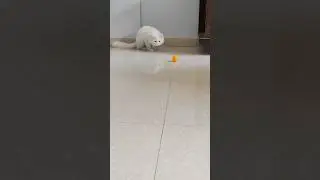#cat#catshorts#catvideos#persiancat#persian#animalshorts#animalshorts#viral#yt#youtubeshorts#shorts