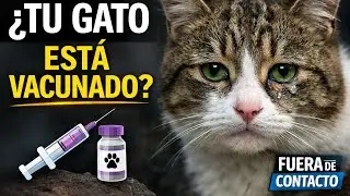 ⚠️ PANLEUCOPENIA FELINA: una enfermedad mortal y muy contagiosa.