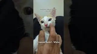 Jaldi Jaldi Batao ab kya rakha jaaye Missy ka naam?