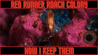 red runner roaches. How I keep my colony