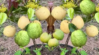 How to propagate guava tree  from Pear ftuit to have more fruit