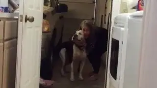 P4P - NAAR - Brutus learning sit and stay! GOOD BOY! Looking for forever home...