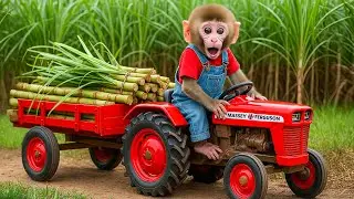 Monkey NaNa Drives a Tractor Epic Farm Adventure 🐒🚜🌾 A Magical Sugarcane Harvest Begins!