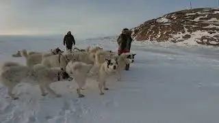 Greenland #greenland #dogsledding #huskies #kangerlussuaq #travel #sleddogs #alaskanhusky #frozen