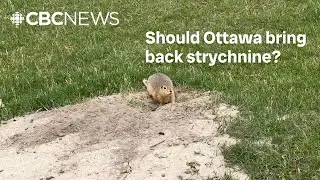 Province urges Ottawa to reverse gopher poison ban, calls rodents a 'destructive force'