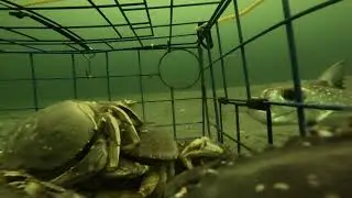 Underwater Real Time footage how the Crab gets in the Crab Pot