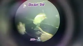 Otodectes c. Микроскопия (эффект тёмного поля) соскоба из слуховой прохода кошки.
