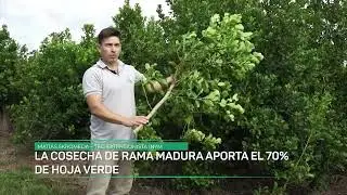 CLAVES PARA LOGRAR UNA MEJOR COSECHA DE YERBA MATE