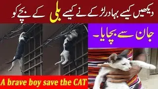 kaise bahaaduri se ek ladke ne Billi ke bachey ko marney se bachaya