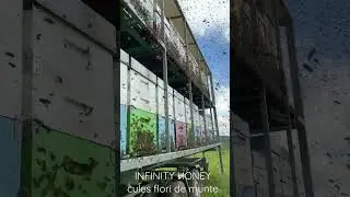 INFINITY HONEY - cules flori de munte