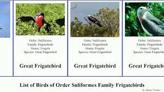 List of Birds of Order Suliformes Family Frigatebirds Ellie Limnofregata Home Magnificent Lesser