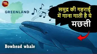 Bowhead singing whale : दुनिया में खास जगह जहाँ गाना गाती है मछली | ajab gajab aonenews | greenland