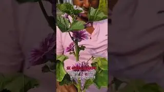 মালবা ফুল গাছ পাবেন মাত্র 20 টাকা SK green nursery #farming #plants #shorts