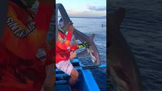 Foxshark #threshershark #catchandrelease