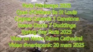 Paris Printemps 2025 Cygnes Canards 7 Canetons #mariepanic Quai d'Orl&eacute;ans Ile St Louis #printemps