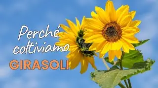 Girasoli Agrifree: perché abbiamo scelto di coltivarli?