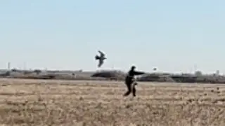 Canadian Cuban Falconry - Cetreria Canada Cuba - Halconeros de Santiago de Cuba - Entrenamiento