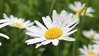 Wonder Upon Wonder: Exploring the Unimaginable Beauty of Nature's Creations | amazing nature