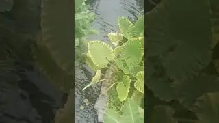 Райский сад Канада Виннипег  Garden of Eden Canada Winnipeg