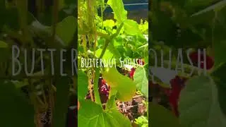 #fallplanting #fallgarden #frontyardgarden #beginnergardening #garden2024 #ncgardening