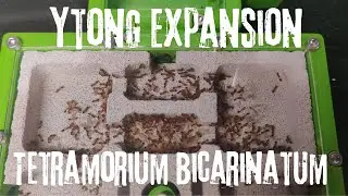 Our Tetramorium Bicarinatum Ants are exploding time to expand and test a  new nest (Ytong Flex Nest)